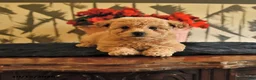 Bichpoo dogs for sale: Krystal - Ad 1