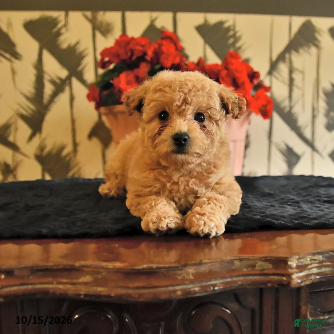Bichpoo dogs for sale: Krystal - Ad 1