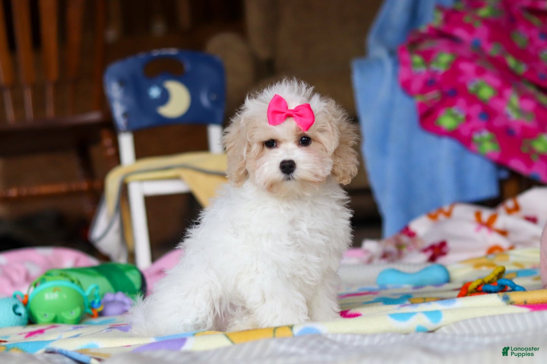 Havapoo dogs for sale: Cleo  - Ad 4