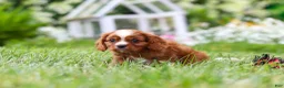 Cavalier King Charles Spaniel dogs for sale: Ollie - Ad 12