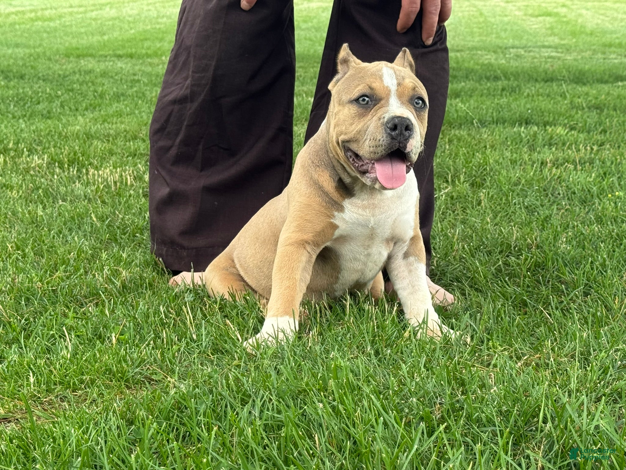 American Bully dogs Faye - Ad 1