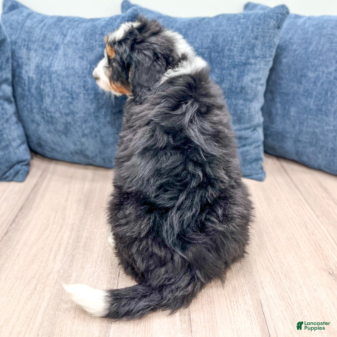 Mini Bernedoodle dogs for sale: Benson - Ad 5