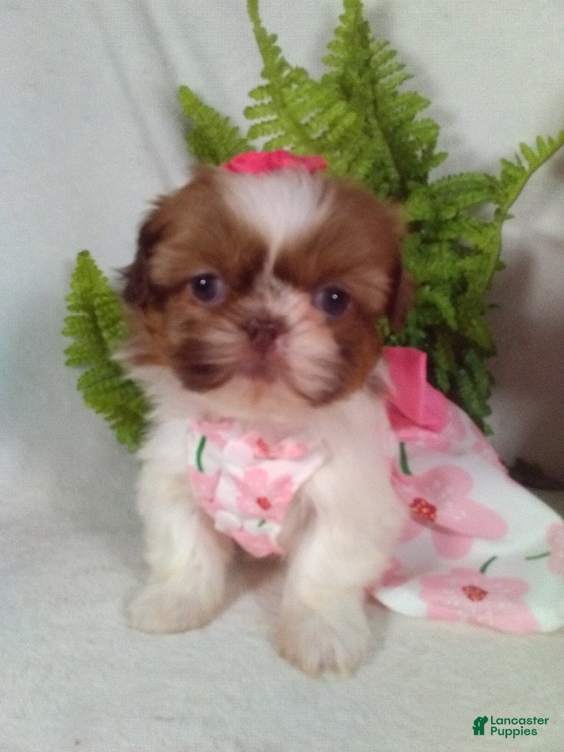 Shih Tzu dogs Baby - Ad 1
