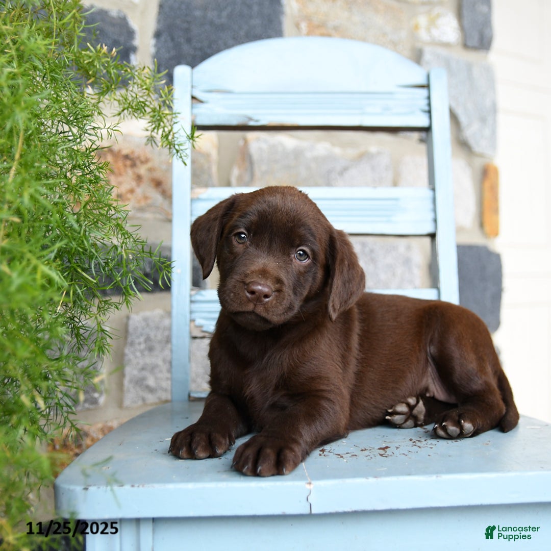 Labrador Retriever dogs for sale: Crouton - Ad 5