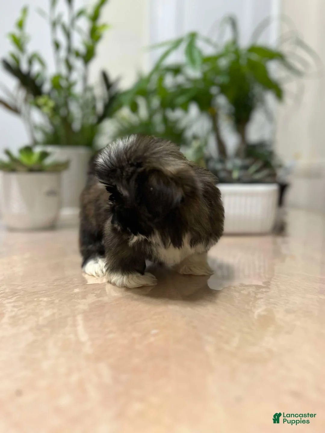 Shih Tzu dogs for sale: Kiss - Ad 3
