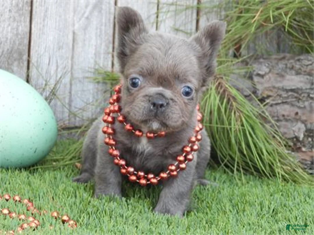 French Bulldog dogs for sale: French Bulldog Puppy 1 - Ad 1