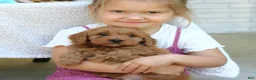 Cavapoo dogs for sale: Jagger  - Ad 2