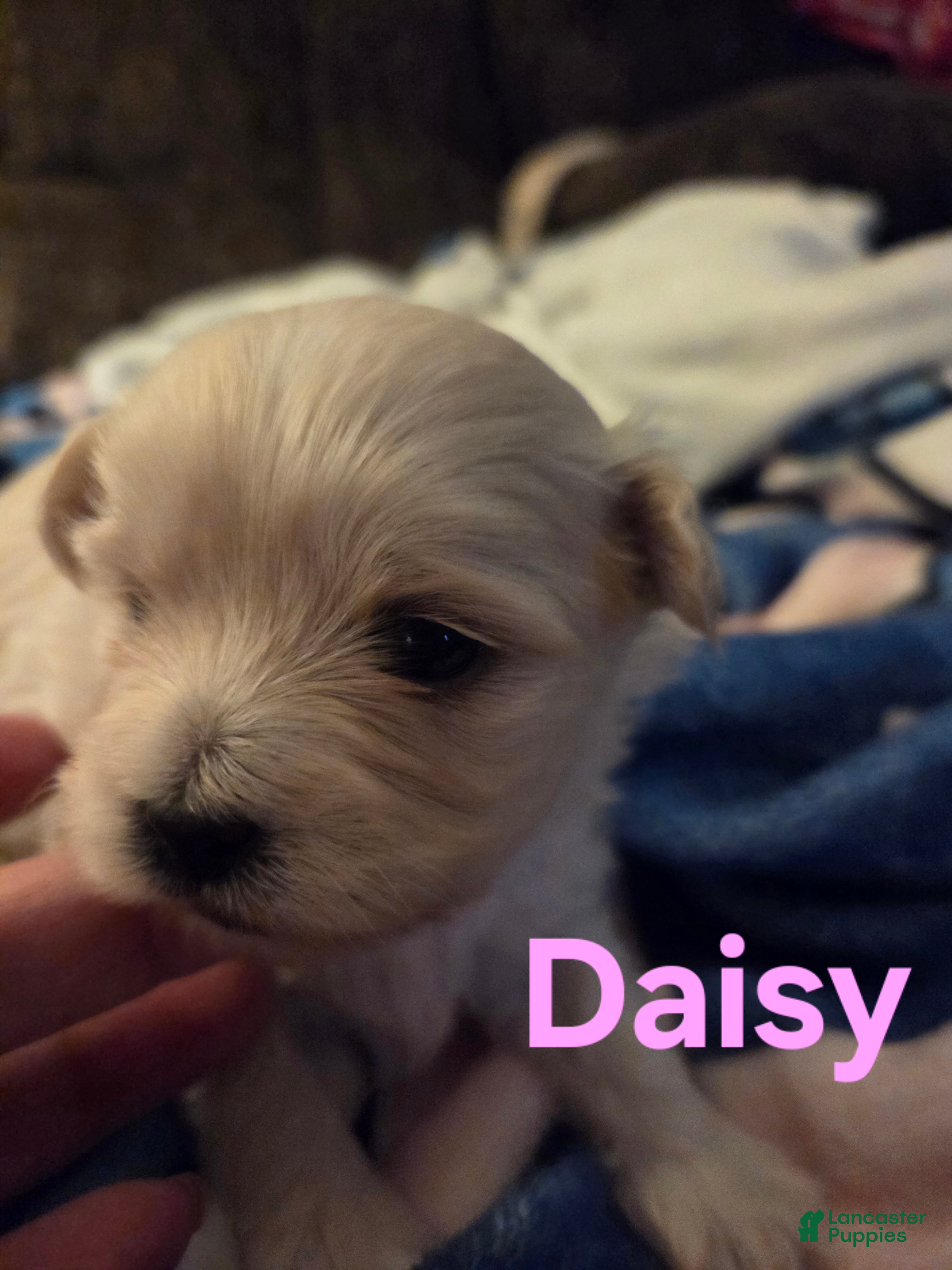 Shihpoo dogs Daisy  - Ad 38
