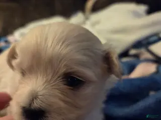 Shihpoo dogs Daisy - Ad 37