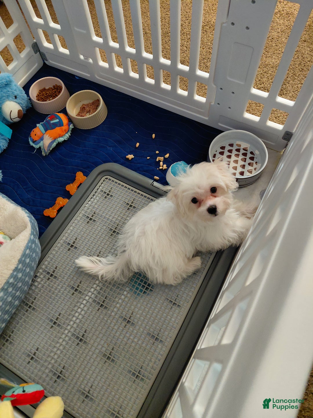 Maltese dogs for sale: Gucci - Ad 6