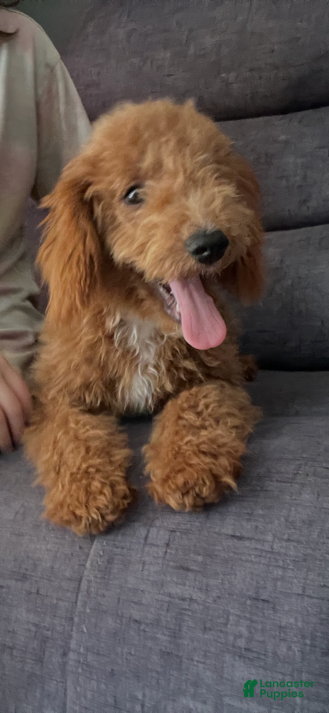 Mini Goldendoodle dogs for sale: Rosie - Ad 2