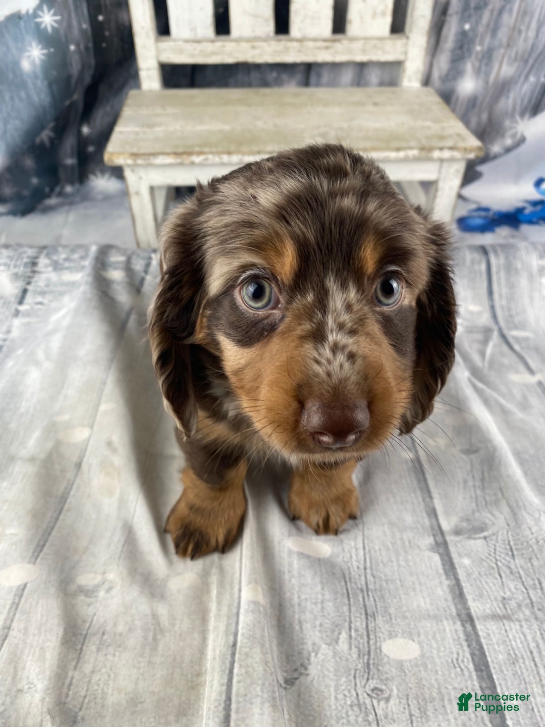 Miniature Dachshund dogs for sale: Bandit - Ad 6