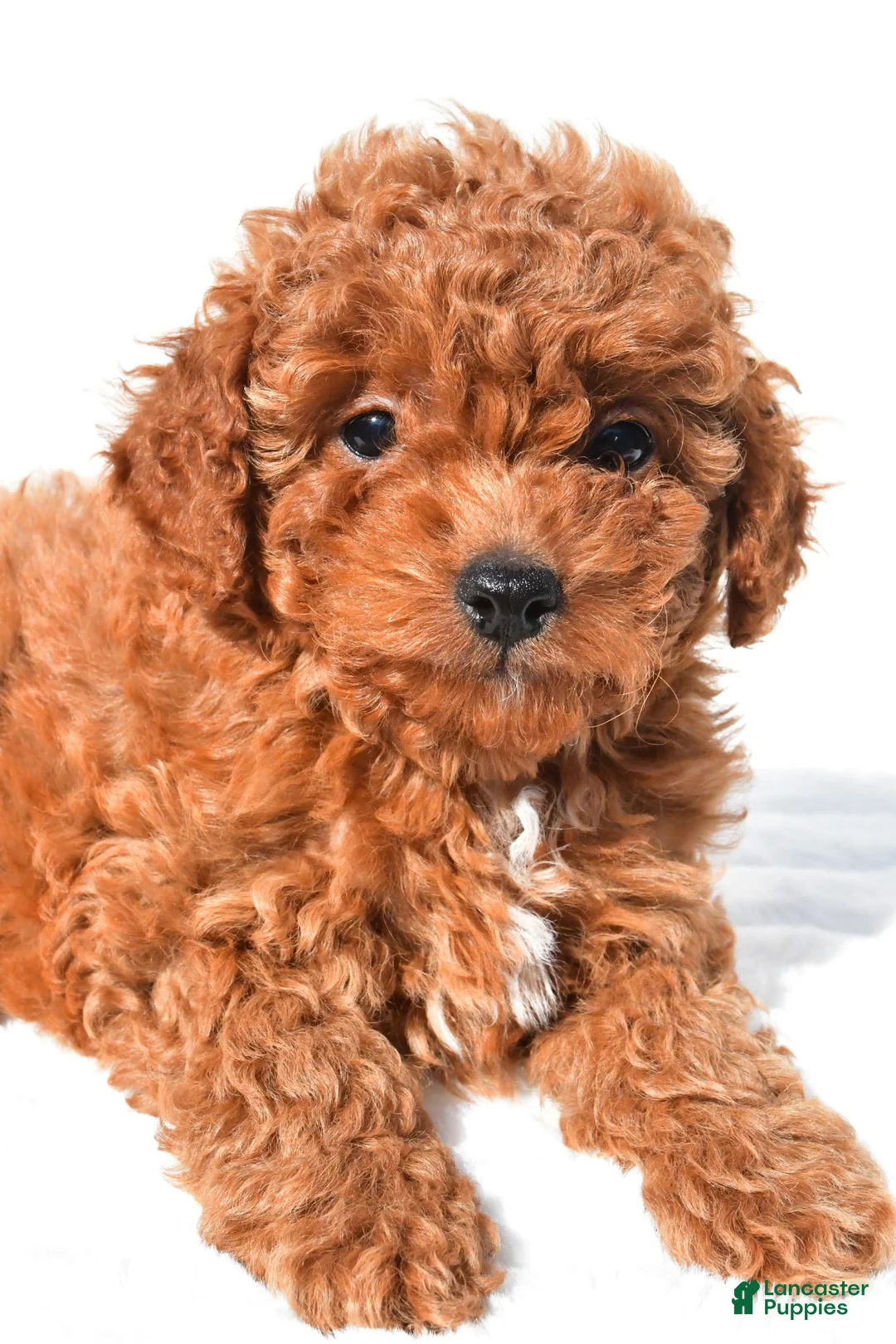 Cavapoo dogs for sale: Max - Ad 2
