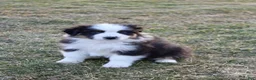 Australian Shepherd dogs for sale: Lucy - Ad 3