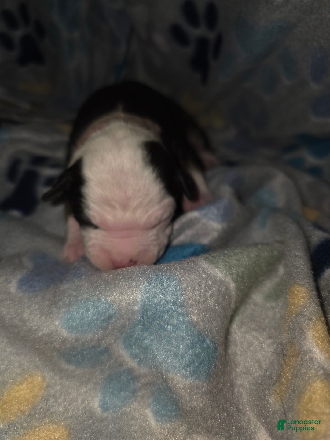 Mixed Breed dogs for sale: Red - Ad 11