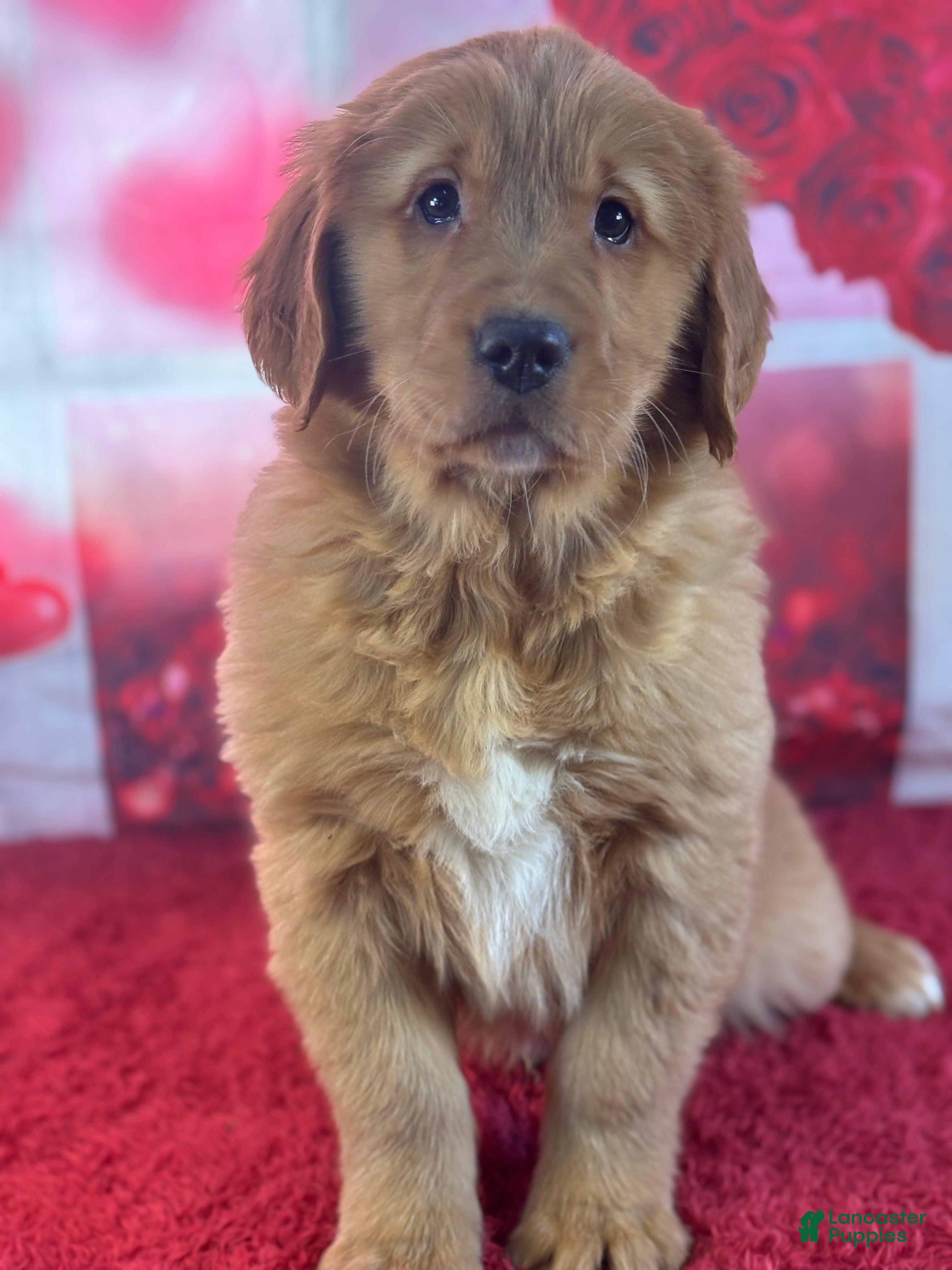 Golden Retriever dogs Keegan - Ad 2