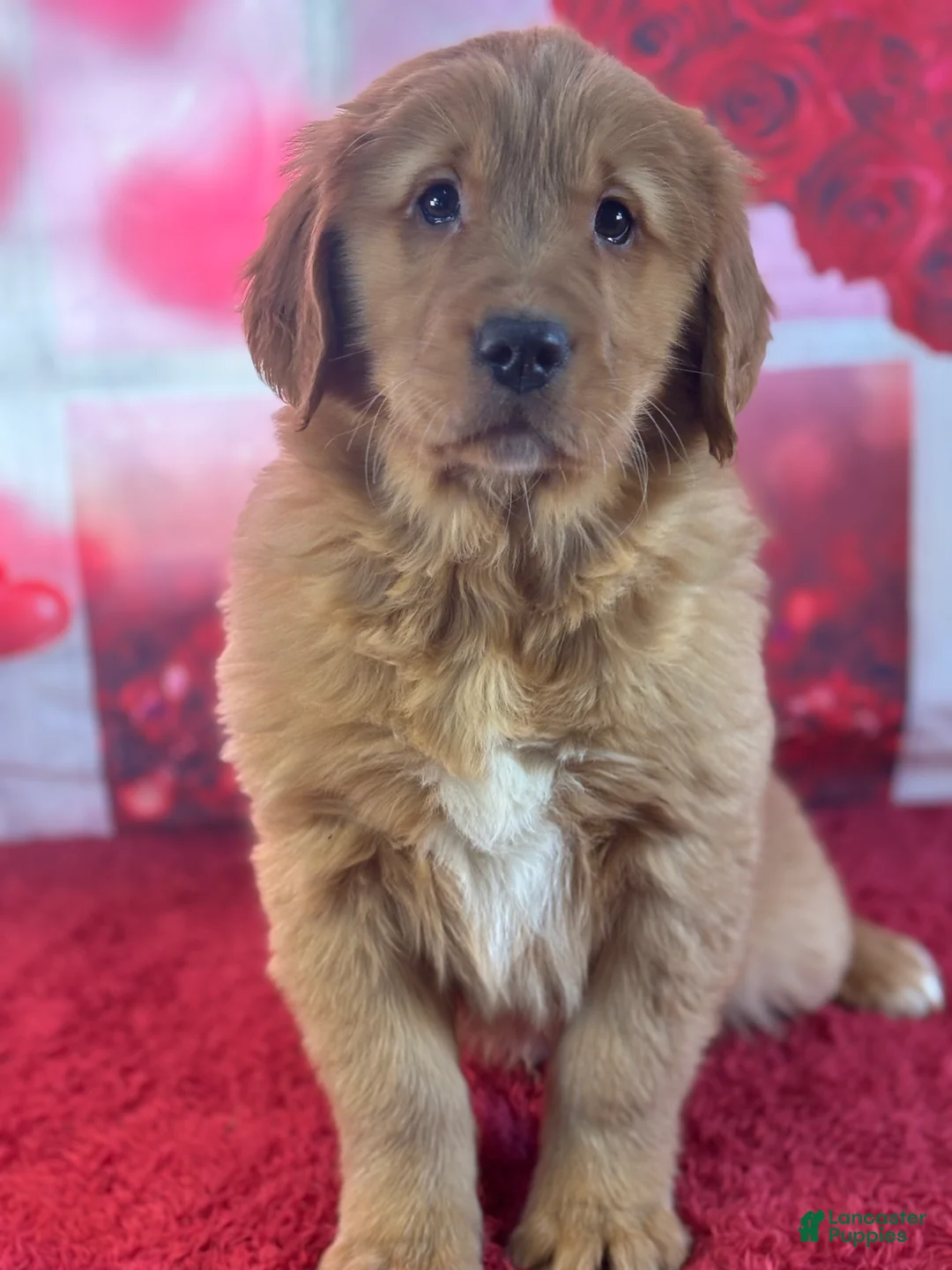 Golden Retriever dogs for sale: Keegan - Ad 2