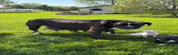 Boxer dogs for sale: Alice - Ad 4