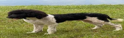 Standard Poodle dogs for sale: Hank - Ad 3