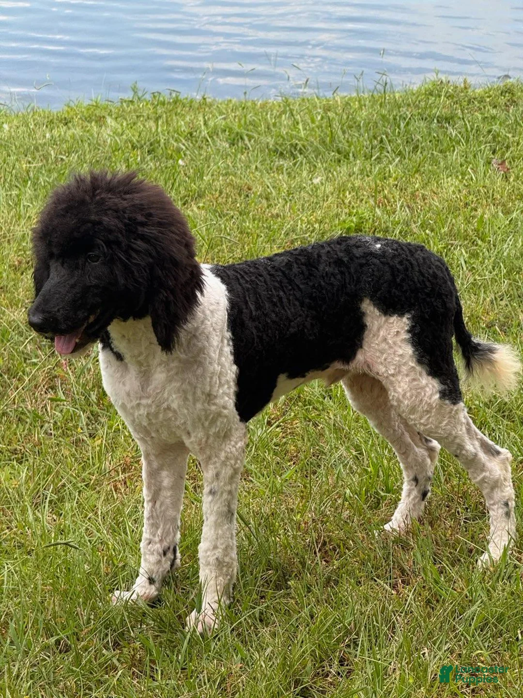 Standard Poodle dogs for sale: Hank - Ad 3
