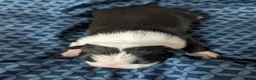 Boston Terrier dogs for sale: Tom - Ad 4