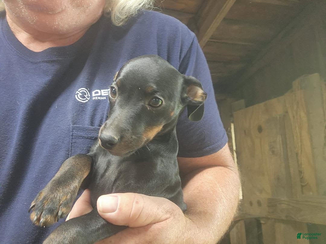 Miniature Pinscher dogs Gracie - Ad 2