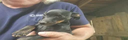 Miniature Pinscher dogs for sale: Gracie - Ad 2