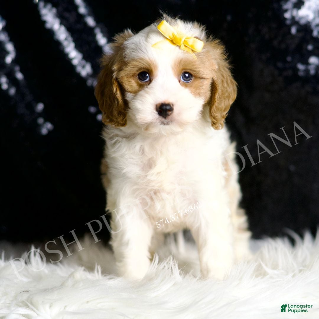 Cavapoo dogs for sale: Sage - Ad 4