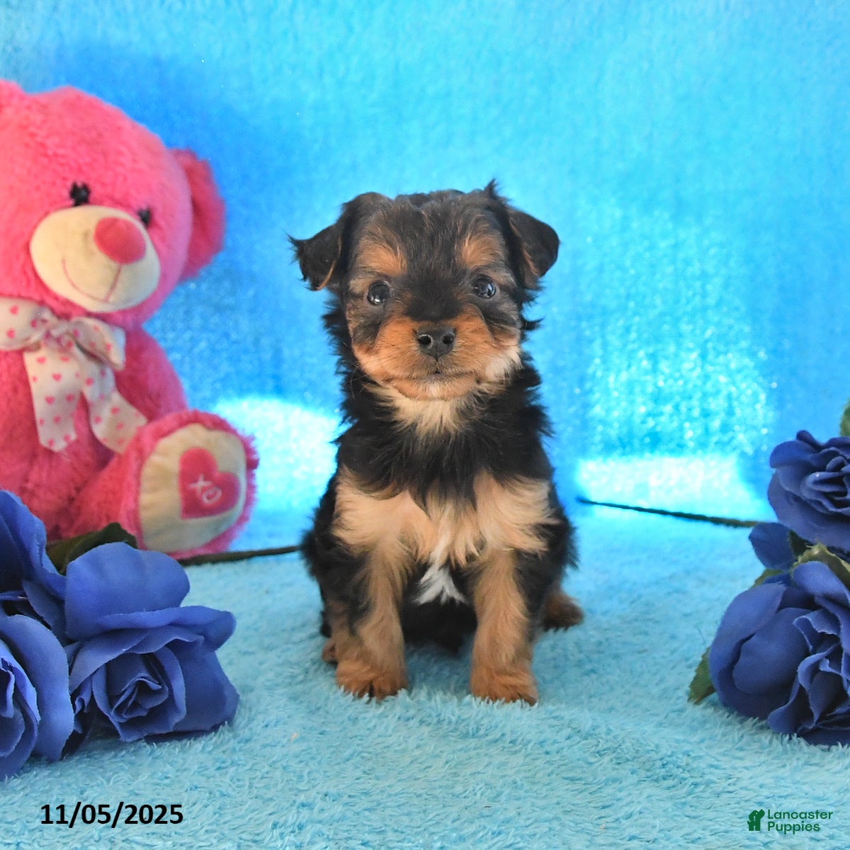 Yorkshire Terrier dogs Joey - Ad 4