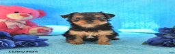 Yorkshire Terrier dogs for sale: Joey - Ad 1