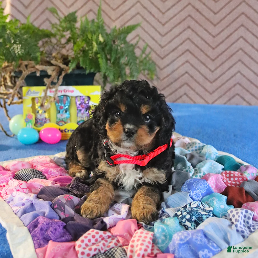 Cavapoo dogs for sale: Sparky - Ad 1