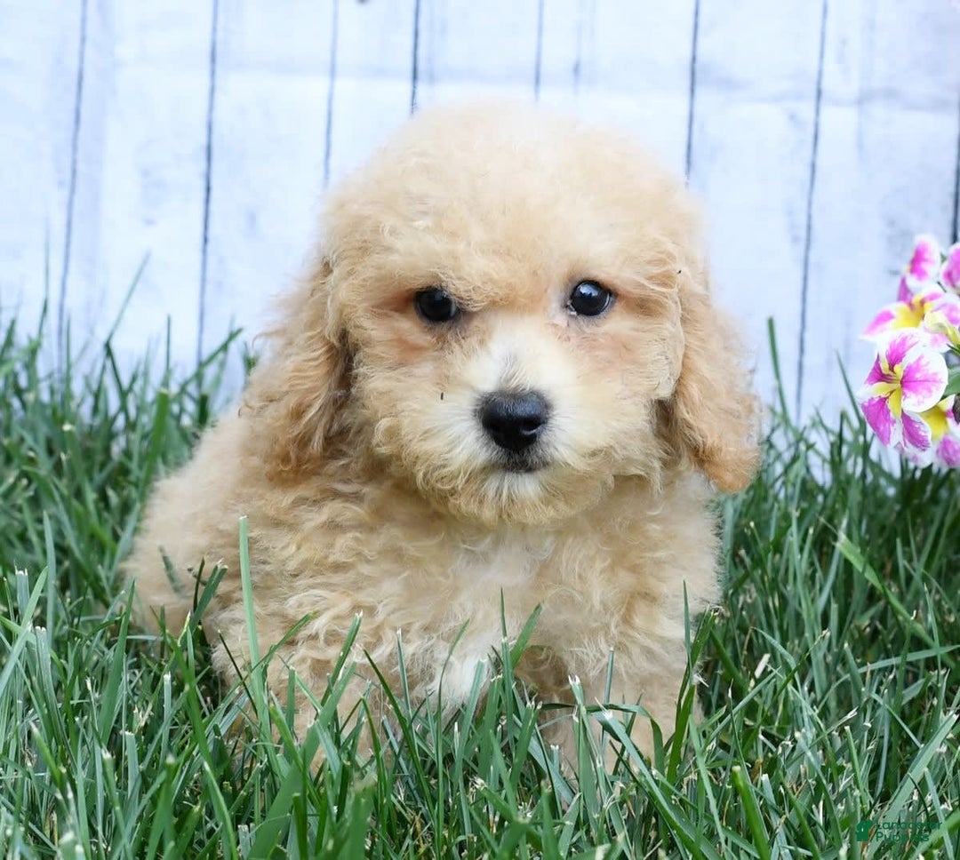 Bichpoo dogs for sale: Doogie - Ad 9