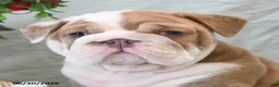English Bulldog dogs for sale: Belle - Ad 5