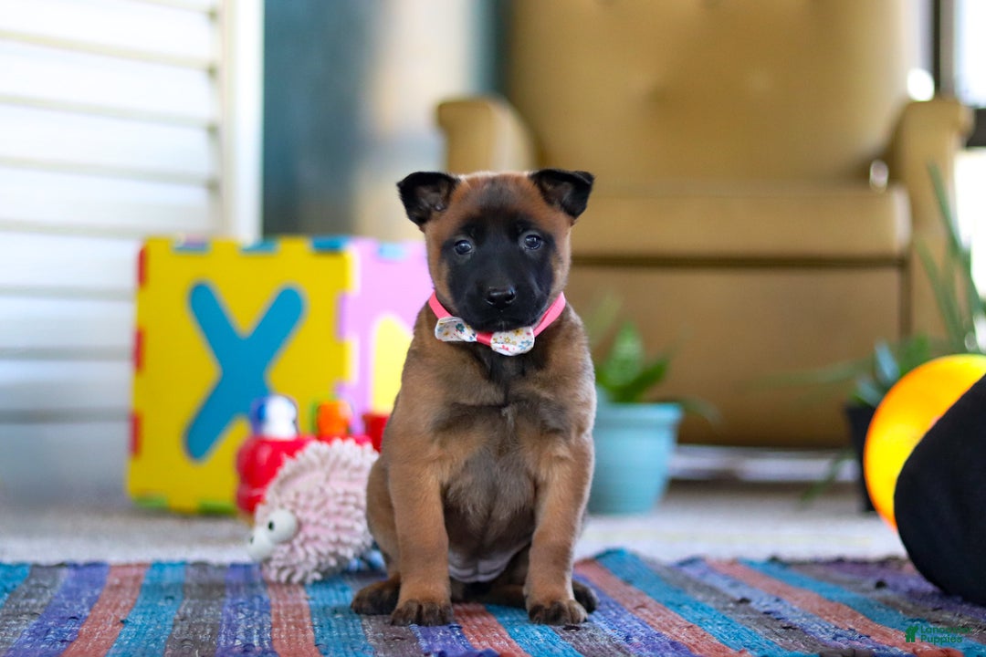 Belgian Malinois dogs for sale: Ginger - Ad 1