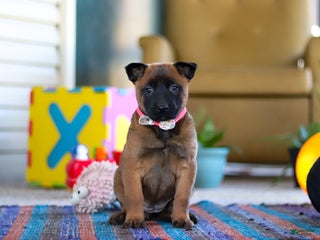 Belgian Malinois dogs Ginger - Ad 11