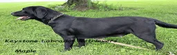 Labrador Retriever dogs for sale: Maddie- Champ lines - Ad 5