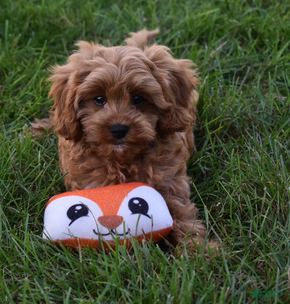 Cavapoo dogs Ranger  - Ad 1