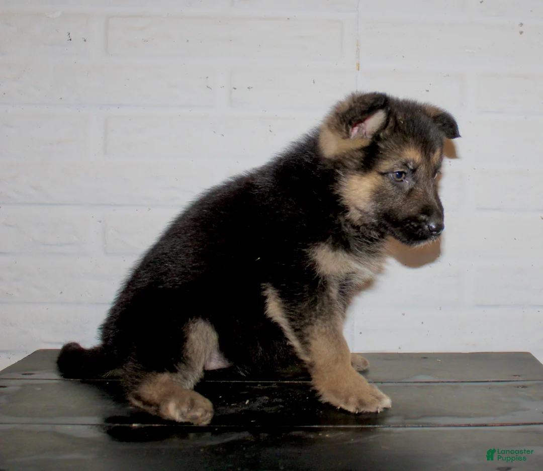 German Shepherd dogs for sale: Misty - Ad 8
