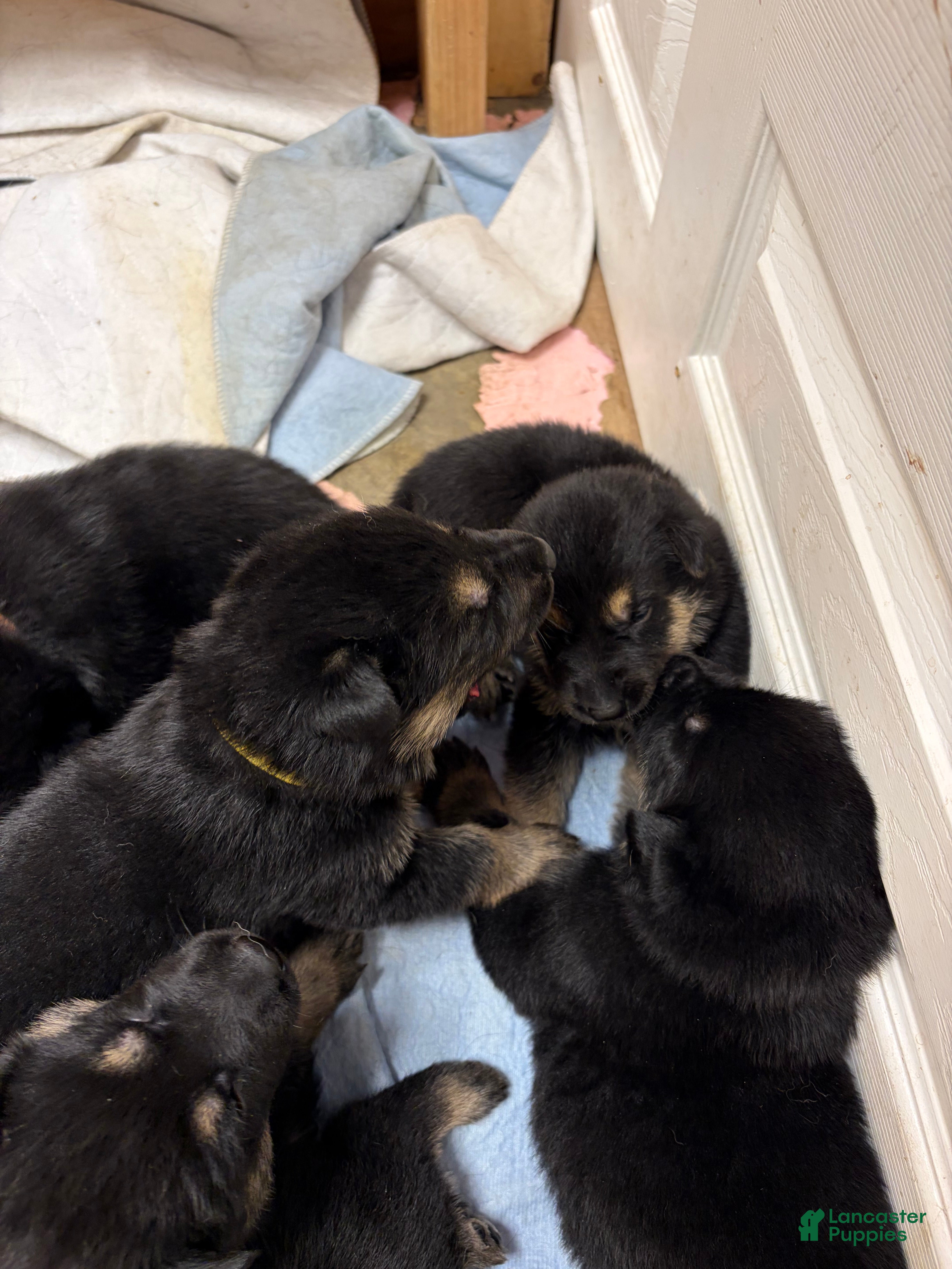 German Shepherd dogs German Shepherd Puppy 6 - Ad 3