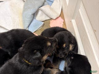 German Shepherd dogs German Shepherd Puppy 6 - Ad 12