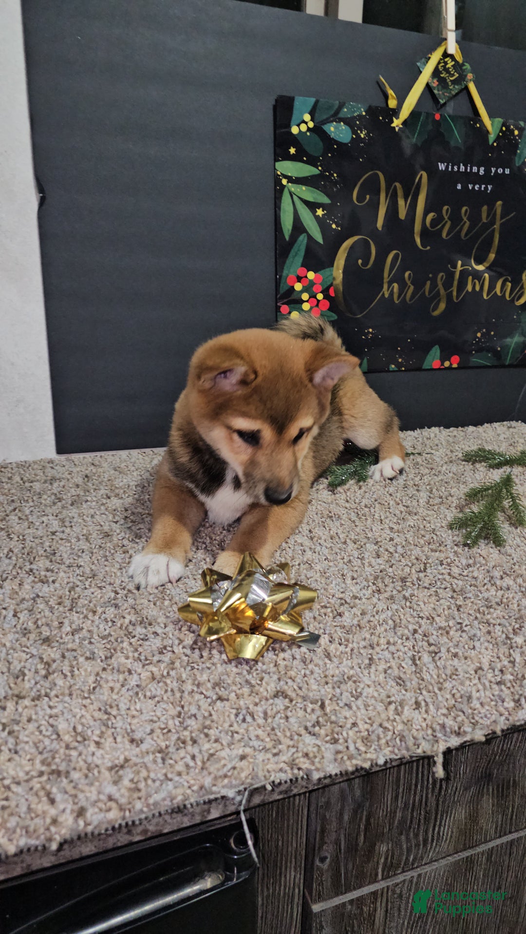 Shiba Inu dogs for sale: Koda - Ad 9
