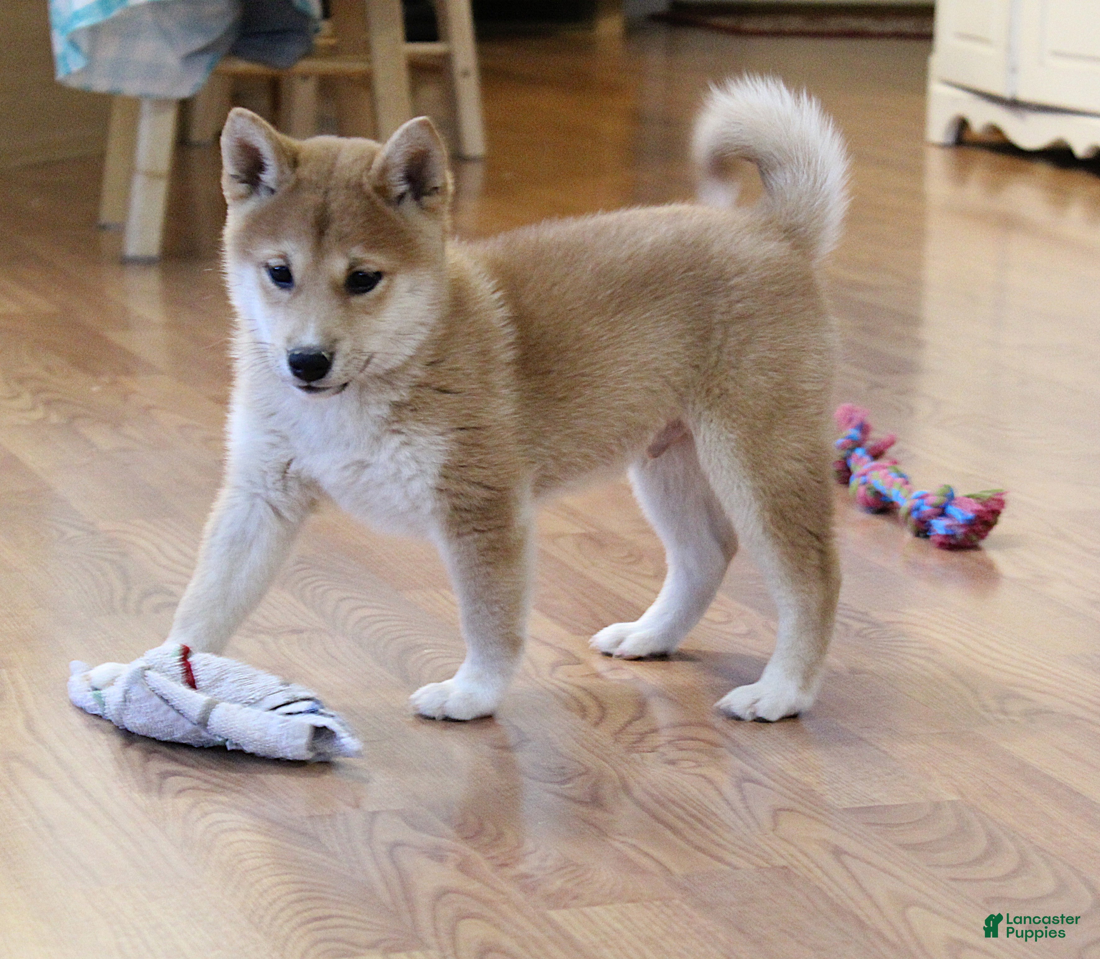 Shiba Inu dogs Ty - Ad 2
