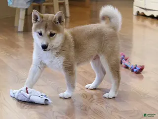 Shiba Inu dogs Ty - Ad 2