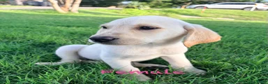 Labrador Retriever 8