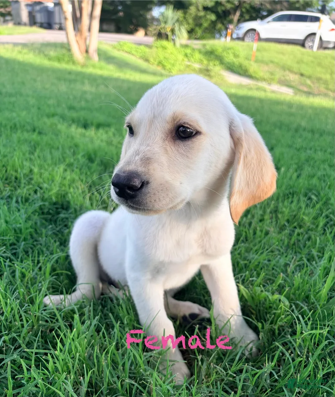 Labrador Retriever dogs for sale: Labrador Retriever 8 - Ad 1