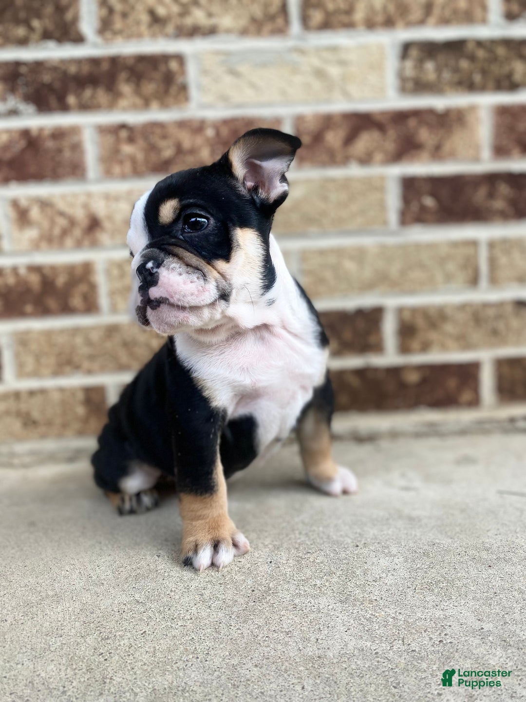 English Bulldog dogs for sale: Frida - Ad 5