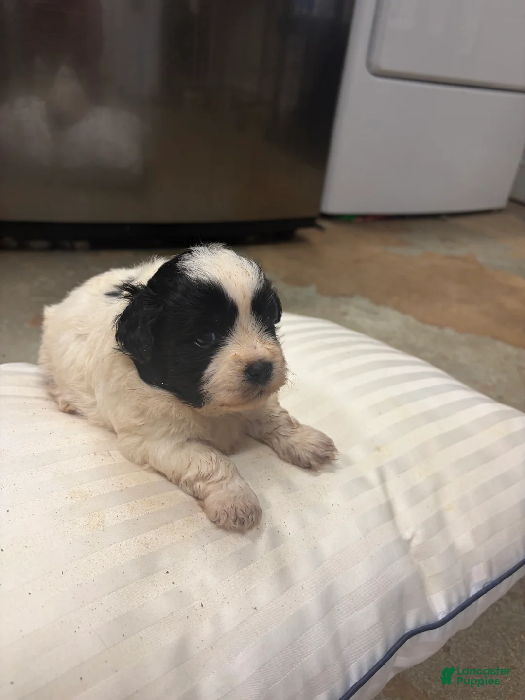 Mixed Breed dogs for sale: Coal - Ad 1