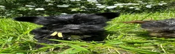 Yorkiepoo dogs for sale:  Yellow - Ad 1