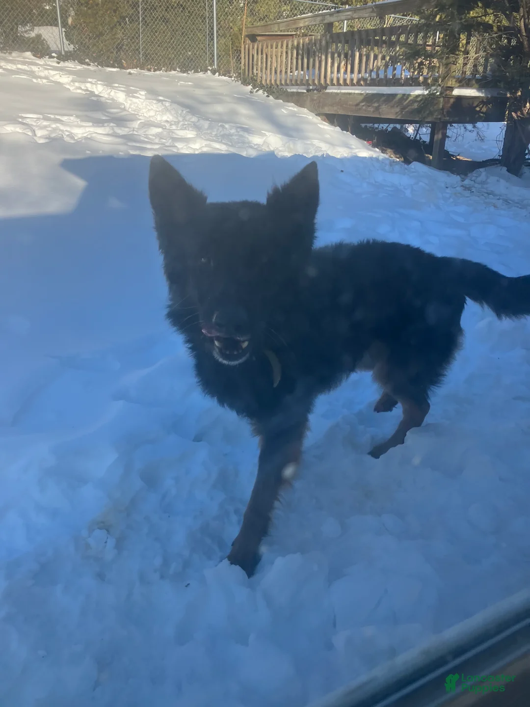 German Shepherd dogs for stud: King  - Ad 1