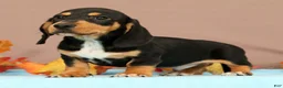 Miniature Dachshund dogs for sale: Arrow - Ad 5